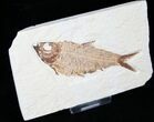 Nice Knightia Alta Fossil Fish - #13350-1